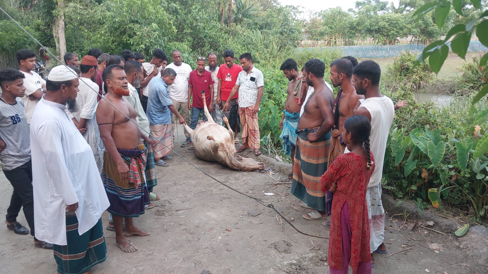 মোরেলগঞ্জে গাভিন গরু পিটিয়ে হত্যা